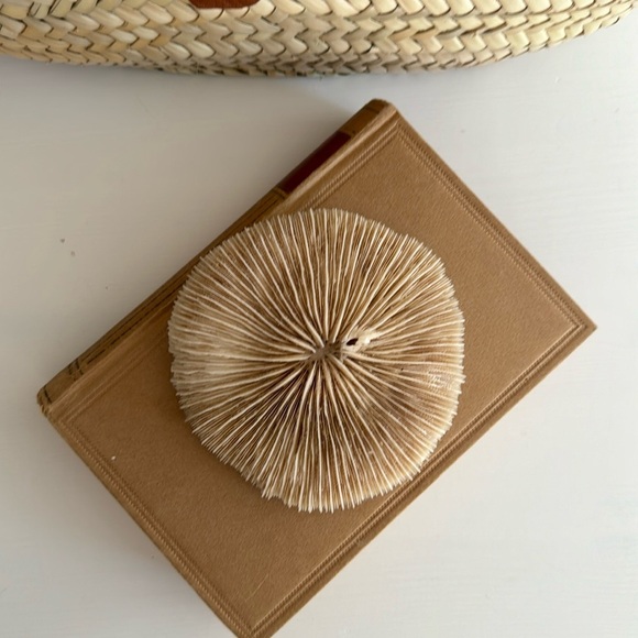 Mushroom Coral Beachy Decor - Picture 6 of 7
